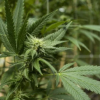 Buy Weed Online Canada Bringing You Quality Cannabis at Competitive Prices